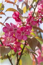 Malus 'Coccinella'® - Zierapfel 'Coccinella'® Malus 'Coccinella'® - Zierapfel 'Coccinella'®