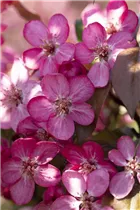 Malus 'Coccinella'® - Zierapfel 'Coccinella'® Malus 'Coccinella'® - Zierapfel 'Coccinella'®