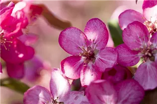 Malus 'Coccinella'® - Zierapfel 'Coccinella'® Malus 'Coccinella'® - Zierapfel 'Coccinella'®