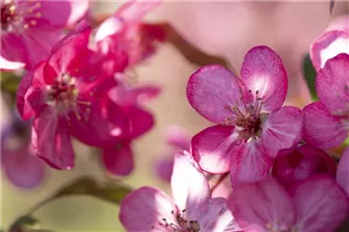Malus 'Coccinella'® - Zierapfel 'Coccinella'® Malus 'Coccinella'® - Zierapfel 'Coccinella'®