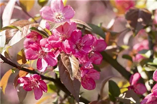 Malus 'Coccinella'® - Zierapfel 'Coccinella'® Malus 'Coccinella'® - Zierapfel 'Coccinella'®