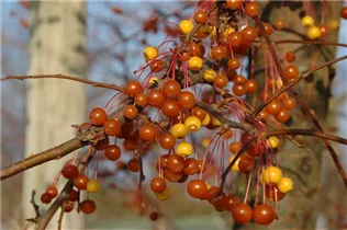 Malus 'Coccinella'® - Zierapfel 'Coccinella'® Malus 'Coccinella'® - Zierapfel 'Coccinella'®