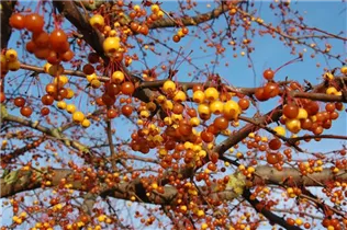 Malus 'Coccinella'® - Zierapfel 'Coccinella'® Malus 'Coccinella'® - Zierapfel 'Coccinella'®