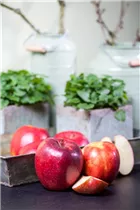 Malus domestica - Kulturapfel Malus domestica - Kulturapfel