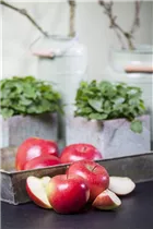 Malus domestica - Kulturapfel Malus domestica - Kulturapfel