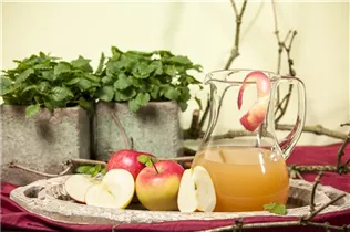 Malus domestica - Kulturapfel Malus domestica - Kulturapfel