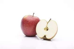 Malus domestica - Kulturapfel Malus domestica - Kulturapfel