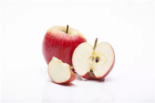 Malus domestica - Kulturapfel Malus domestica - Kulturapfel