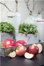 Malus domestica - Kulturapfel Malus domestica - Kulturapfel