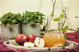 Malus domestica - Kulturapfel Malus domestica - Kulturapfel