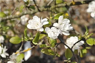 Magnolia x loebneri 'White Rose' - Magnolie 'White Rose'