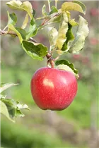 Malus domestica 'Alkmene' - Apfel 'Alkmene' Malus domestica 'Alkmene' - Apfel 'Alkmene'