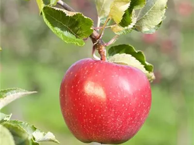 Malus domestica 'Alkmene' - Apfel 'Alkmene' Malus domestica 'Alkmene' - Apfel 'Alkmene'