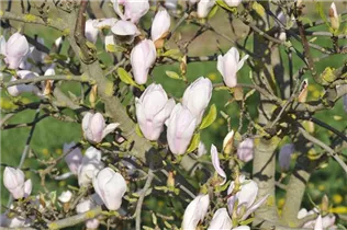 Magnolia x soulangiana 'Alexandrina' - Tulpenmagnolie 'Alexandrina'