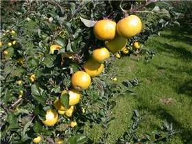 Malus domestica 'Ananas-Renette' - Apfel 'Ananas-Renette' Malus domestica 'Ananas-Renette' - Apfel 'Ananas-Renette'
