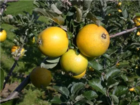 Malus domestica 'Ananas-Renette' - Apfel 'Ananas-Renette' Malus domestica 'Ananas-Renette' - Apfel 'Ananas-Renette'