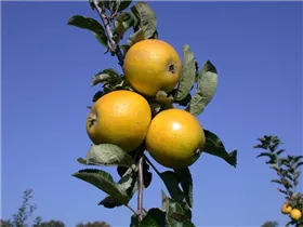 Malus domestica 'Ananas-Renette' - Apfel 'Ananas-Renette' Malus domestica 'Ananas-Renette' - Apfel 'Ananas-Renette'