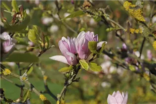 Magnolia x soulangiana 'Burgundy' - Tulpen-Magnolie'Burgundy'