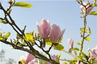 Magnolia x soulangiana 'Burgundy' - Tulpen-Magnolie'Burgundy'