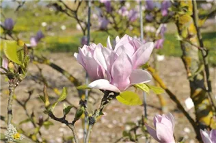 Magnolia x soulangiana 'Burgundy' - Tulpen-Magnolie'Burgundy'