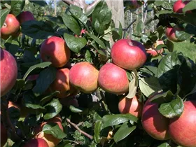 Malus domestica 'Baumanns Renette' - Winterapfel 'Baumanns Renette' Malus domestica 'Baumanns Renette' - Winterapfel 'Baumanns Renette'