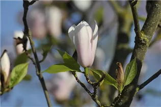 Magnolia x soulangiana 'Heaven Scent' - Tulpen-Magnolie 'Heaven Scent' Magnolia x soulangiana 'Heaven Scent' - Tulpen-Magnolie 'Heaven Scent'