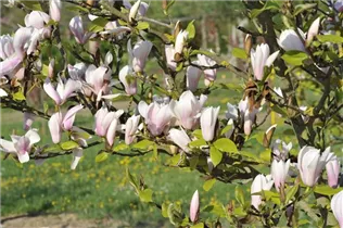Magnolia x soulangiana 'Heaven Scent' - Tulpen-Magnolie 'Heaven Scent' Magnolia x soulangiana 'Heaven Scent' - Tulpen-Magnolie 'Heaven Scent'