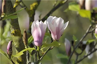 Magnolia x soulangiana 'Heaven Scent' - Tulpen-Magnolie 'Heaven Scent' Magnolia x soulangiana 'Heaven Scent' - Tulpen-Magnolie 'Heaven Scent'