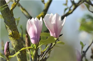 Magnolia x soulangiana 'Heaven Scent' - Tulpen-Magnolie 'Heaven Scent' Magnolia x soulangiana 'Heaven Scent' - Tulpen-Magnolie 'Heaven Scent'