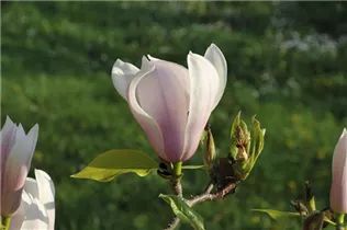 Magnolia x soulangiana 'Heaven Scent' - Tulpen-Magnolie 'Heaven Scent' Magnolia x soulangiana 'Heaven Scent' - Tulpen-Magnolie 'Heaven Scent'