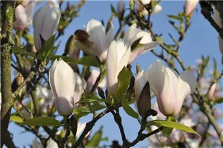 Magnolia x soulangiana 'Heaven Scent' - Tulpen-Magnolie 'Heaven Scent' Magnolia x soulangiana 'Heaven Scent' - Tulpen-Magnolie 'Heaven Scent'