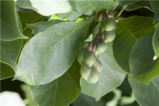 Magnolia x soulangiana 'Laura' - Tulpen-Magnolie