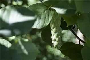 Magnolia x soulangiana 'Laura' - Tulpen-Magnolie