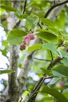 Magnolia x soulangiana 'Laura' - Tulpen-Magnolie