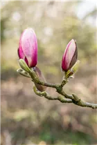 Magnolia x soulangiana 'Laura' - Tulpen-Magnolie