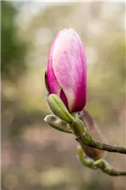 Magnolia x soulangiana 'Laura' - Tulpen-Magnolie