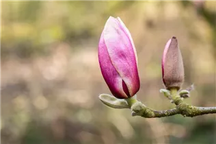 Magnolia x soulangiana 'Laura' - Tulpen-Magnolie
