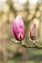 Magnolia x soulangiana 'Laura' - Tulpen-Magnolie
