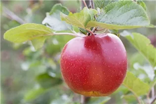 Malus domestica 'Boskoop' - Apfel 'Boskoop' Malus domestica 'Boskoop' - Apfel 'Boskoop'