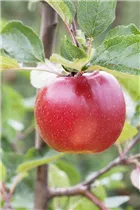 Malus domestica 'Boskoop' - Apfel 'Boskoop' Malus domestica 'Boskoop' - Apfel 'Boskoop'