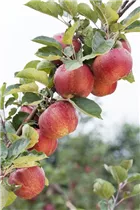 Malus domestica 'Boskoop' - Apfel 'Boskoop' Malus domestica 'Boskoop' - Apfel 'Boskoop'