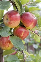 Malus domestica 'Boskoop' - Apfel 'Boskoop' Malus domestica 'Boskoop' - Apfel 'Boskoop'