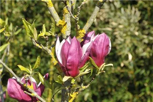 Magnolia x soulangiana 'Nakamura' - Tulpen-Magnolie 'Nakamura'