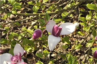 Magnolia x soulangiana 'Nakamura' - Tulpen-Magnolie 'Nakamura'