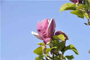 Magnolia x soulangiana 'Satisfaction'® - Magnolie 'Satisfaction'