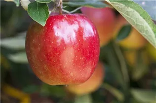 Malus domestica 'Braeburn' - Apfel 'Braeburn' Malus domestica 'Braeburn' - Apfel 'Braeburn'