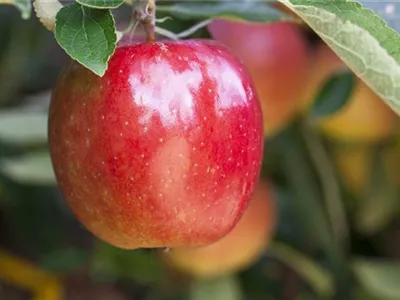 Malus domestica 'Braeburn' - Apfel 'Braeburn' Malus domestica 'Braeburn' - Apfel 'Braeburn'