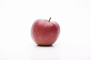 Malus domestica 'Braeburn' - Apfel 'Braeburn' Malus domestica 'Braeburn' - Apfel 'Braeburn'