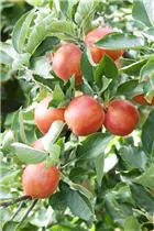 Malus domestica 'Braeburn' - Apfel 'Braeburn' Malus domestica 'Braeburn' - Apfel 'Braeburn'