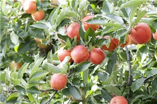 Malus domestica 'Braeburn' - Apfel 'Braeburn' Malus domestica 'Braeburn' - Apfel 'Braeburn'